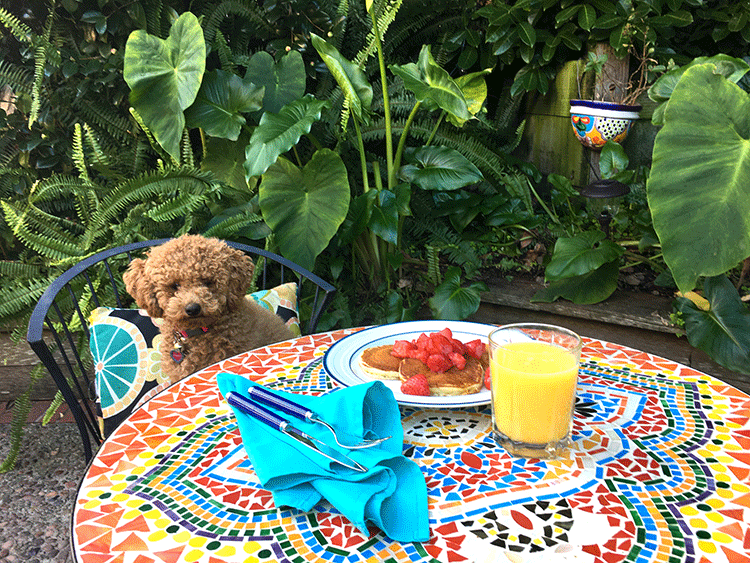 KO Sports Media Food Recipes - Coconut Milk Pancakes, Orange Juice, Fresh Strawberries, Puppy, Poodle, Vanilla, Vanuatu, Orange Zest, Maple Syrup, Thick Cut Bacon